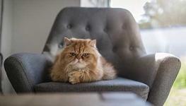 old cat sitting on chair